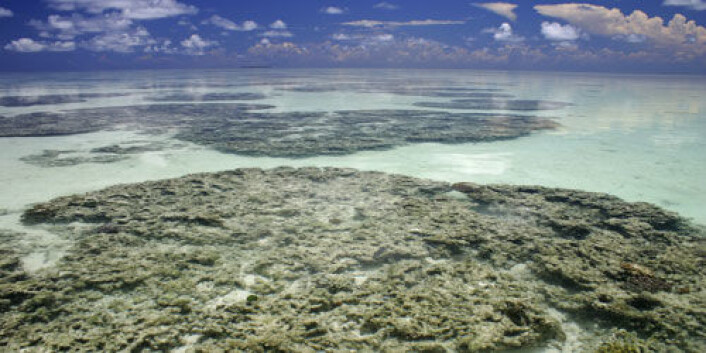 Amphimedon queenslandica lever i dette habitatet i Great Barrier Reef utenfor kysten av Australia. (Foto: Marcin Adamska) Amphimedon queenslandica lever i dette habitatet i Great Barrier Reef utenfor kysten av Australia. (Foto: Marcin Adamska)