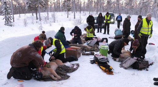 Folk har lav tillit til forskingen på rovdyr Folk har lav tillit til forskingen på rovdyr