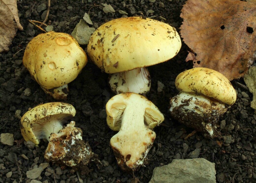Osloslørsopp Cortinarius osloensis er del av et særnorsk og sjeldent mangfold fra kalklindeskog. Takket være intensiv «jakt» på denne de siste årene, kjenner vi nå kanskje halvparten av artens forekomster. Er dette tilstrekkelig for en kunnskapsbasert forvaltning? Osloslørsopp Cortinarius osloensis er del av et særnorsk og sjeldent mangfold fra kalklindeskog. Takket være intensiv «jakt» på denne de siste årene, kjenner vi nå kanskje halvparten av artens forekomster. Er dette tilstrekkelig for en kunnskapsbasert forvaltning?
