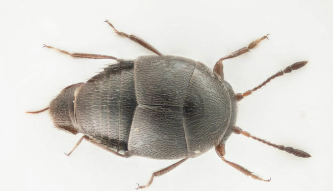 Cypha norvegica er en liten bille som ble beskrevet ny for vitenskapen i 2018. Arten er kjent fra bare én lokalitet med ugjødslet kulturmark i Vågå kommune i Oppland. Cypha norvegica er en liten bille som ble beskrevet ny for vitenskapen i 2018. Arten er kjent fra bare én lokalitet med ugjødslet kulturmark i Vågå kommune i Oppland.