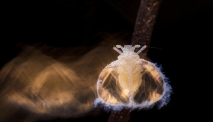 Det finnes ikke mange bilder av dette sjeldne insektet. Det kalles «Skogens fe» - naturligvis. Det finnes ikke mange bilder av dette sjeldne insektet. Det kalles «Skogens fe» - naturligvis.