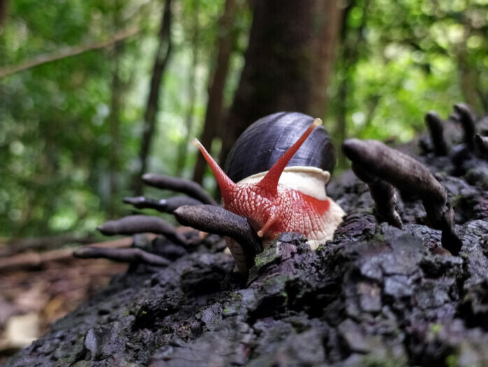 Denne sneglen lever i India. Den er viktig for å lage jord av dødt materiale som havner på bakken i regnskogen.