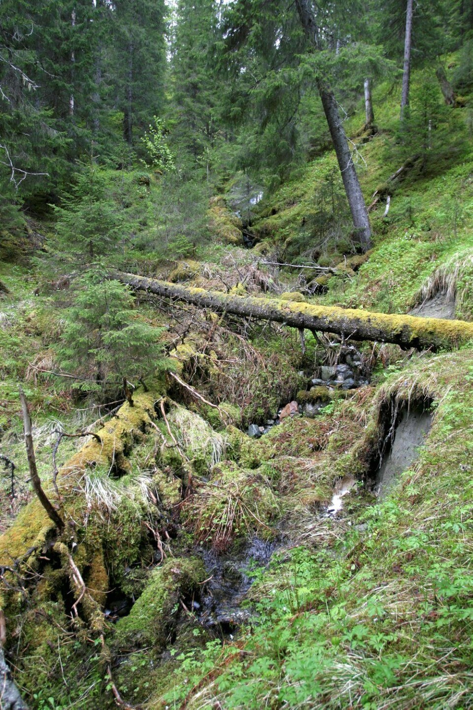 Død ved og granforyngelse i et barskogreservat på Høylandet i Nord-Trøndelag. (Foto: John Y. Larsson)