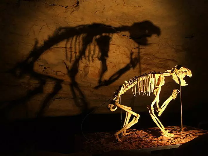 Dette skjelettet tilhører en løve-art som døde ut for omtrent 30.000 år siden. Det ble funnet i Naracoorte-gruvene.