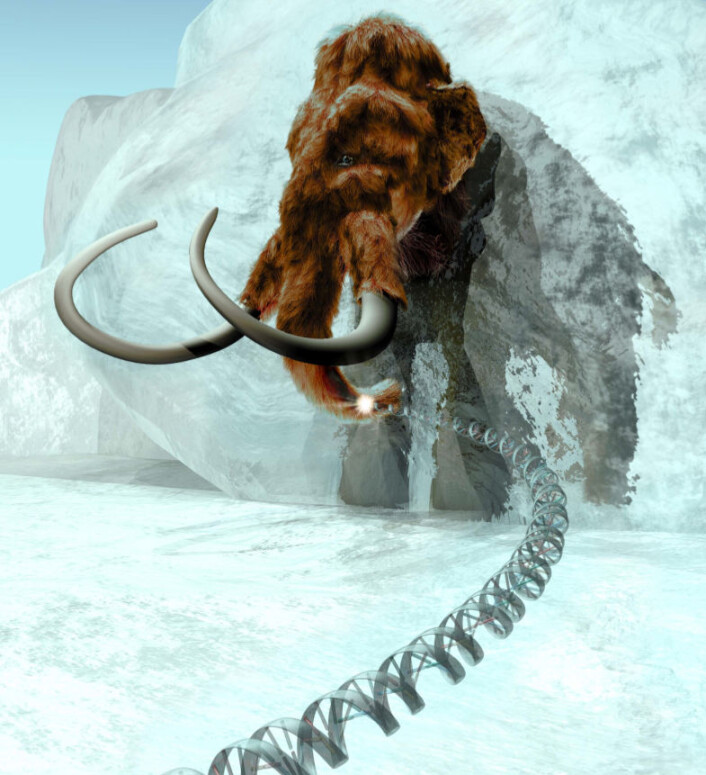 Ullhåret mammut (Mammuthus primigenius). (Illustrasjon: ExhibitEase LLC - Steven W. Marcus) Ullhåret mammut (Mammuthus primigenius). (Illustrasjon: ExhibitEase LLC - Steven W. Marcus)