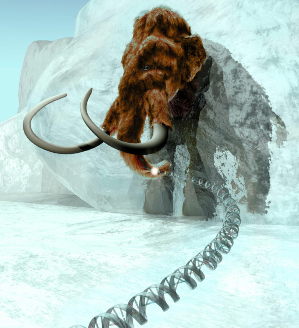 Ullhåret mammut (Mammuthus primigenius). (Illustrasjon: ExhibitEase LLC - Steven W. Marcus)