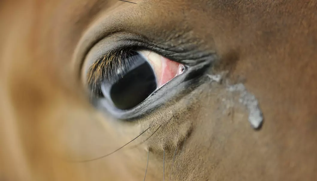 Et av tegnene på at hesten enten har smerter eller er stresset, er at det hvite i øynene kommer mer frem, slik som på bildet.