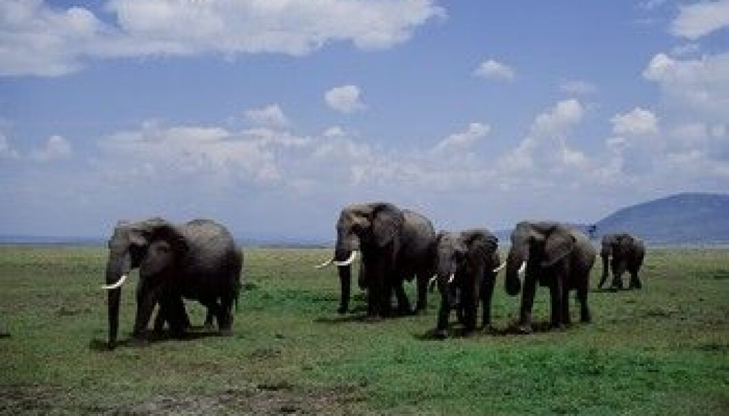 Elefanter viser interesse for sine døde