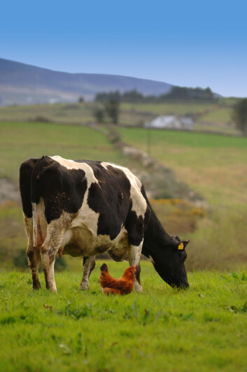 Landbruksnæringens praksis med å gi antibiotika til sunne husdyr har bidratt til antibiotikaresistensen. (Illustrasjonsfoto: www.colourbox.no) Landbruksnæringens praksis med å gi antibiotika til sunne husdyr har bidratt til antibiotikaresistensen. (Illustrasjonsfoto: www.colourbox.no)