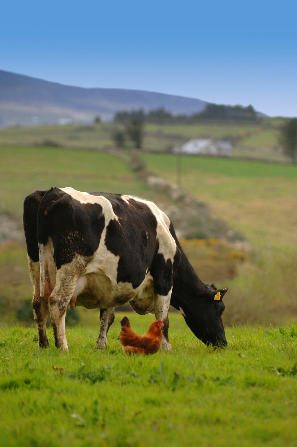 Landbruksnæringens praksis med å gi antibiotika til sunne husdyr har bidratt til antibiotikaresistensen. (Illustrasjonsfoto: www.colourbox.no)