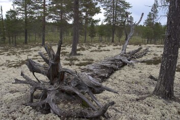 Furulæger (liggende døde trær) i lavskog. (Foto: John Y. Larsson) Furulæger (liggende døde trær) i lavskog. (Foto: John Y. Larsson)
