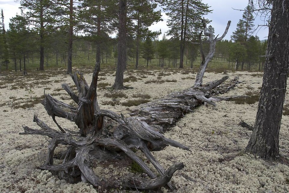 Furulæger (liggende døde trær) i lavskog. (Foto: John Y. Larsson)