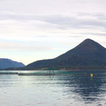 (Illustrasjonsfoto: iStockphoto) (Illustrasjonsfoto: iStockphoto)