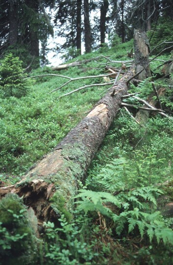 Død ved i granskog, Nordmarka. (Foto: Ken Olaf Storaunet, Skog og landskap) Død ved i granskog, Nordmarka. (Foto: Ken Olaf Storaunet, Skog og landskap)