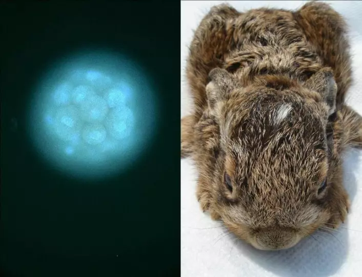 "Embryoer i egglederen, og nyfødt hareunge(Foto: Kathleen Rolleig, IZW)"