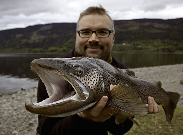Mjøsørreten er en glupsk rovfisk, og store individer kan ha høyt innhold av miljøgifter. Her viser Eugen Gravningen Sørmo fram en av ørretene fra undersøkelsen. (Foto: Per Harald Olsen, NTNU) Mjøsørreten er en glupsk rovfisk, og store individer kan ha høyt innhold av miljøgifter. Her viser Eugen Gravningen Sørmo fram en av ørretene fra undersøkelsen. (Foto: Per Harald Olsen, NTNU)
