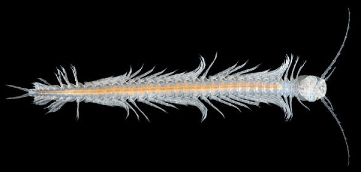 Dette dyret, Speleonectes tulumensis, er fra en gruppe krepsdyr kalt Remipedia. Den nye studien i tidsskriftet Nature viser at Remipedia er de krepsdyrene som er nærmest beslektet med insektene. Studien viser også at Remipedia og insekter (Hexapoda) sammen utgjør en søstergruppe til alle de andre krepsdyrene. Kan insektenes stamart dermed ha lignet på dette dyret? (Foto: Simon Richards) Dette dyret, Speleonectes tulumensis, er fra en gruppe krepsdyr kalt Remipedia. Den nye studien i tidsskriftet Nature viser at Remipedia er de krepsdyrene som er nærmest beslektet med insektene. Studien viser også at Remipedia og insekter (Hexapoda) sammen utgjør en søstergruppe til alle de andre krepsdyrene. Kan insektenes stamart dermed ha lignet på dette dyret? (Foto: Simon Richards)