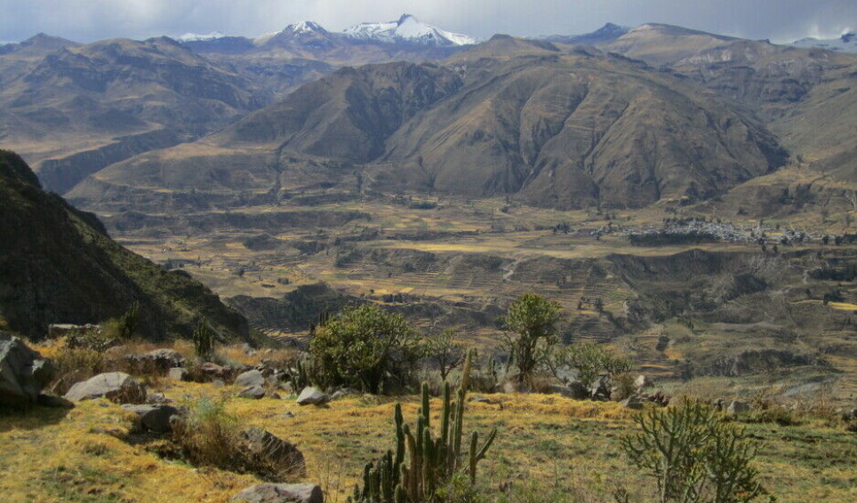 Landskapet i Colca-dalen er prega av små vassanlegg i bratte skråningar. Her er landsbyen Lari med snødekte fjelltoppar i bakgrunnen.