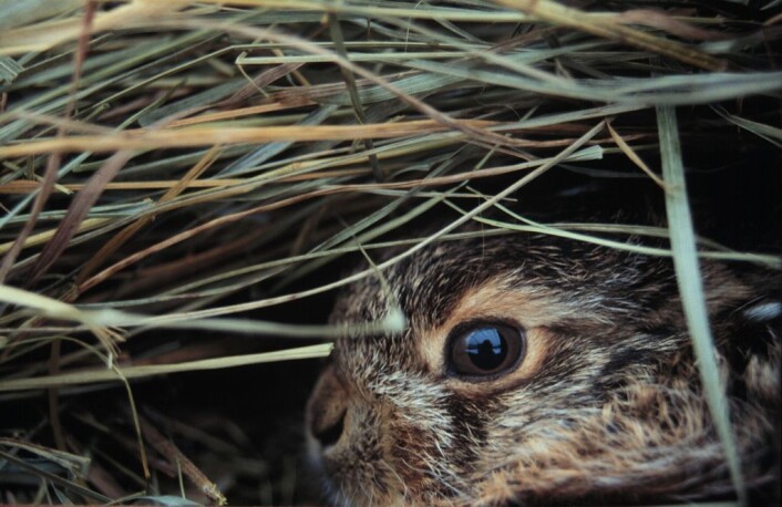 "Unge av Europeisk brun hare. (Foto: Kathleen Rolleig, IZW)" "Unge av Europeisk brun hare. (Foto: Kathleen Rolleig, IZW)"