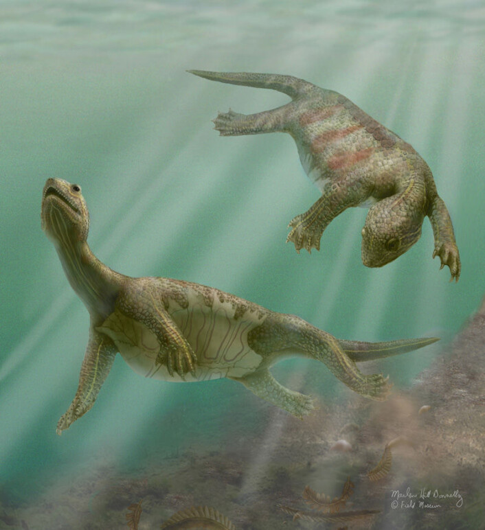"Slik kan Odontochelys semitestacea ha sett ut i sitt rette miljø, for omlag 220 millioner år siden. Skilpadden hadde kun skallbeskyttelse av buken. (Illustrasjon: M. . Donnelly/Field Museum, Chigaco)" "Slik kan Odontochelys semitestacea ha sett ut i sitt rette miljø, for omlag 220 millioner år siden. Skilpadden hadde kun skallbeskyttelse av buken. (Illustrasjon: M. . Donnelly/Field Museum, Chigaco)"