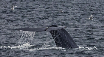 De største hvalene spiser mye mer enn antatt
