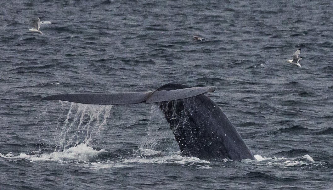 Verdens største pattedyr, blåhvalen, spiser opptil 16 tonn krill og småfisk i døgnet. I tarmsystemet frigjøres næringsstoffer som økosystemet på det åpne havet er helt avhengig av. Verdens største pattedyr, blåhvalen, spiser opptil 16 tonn krill og småfisk i døgnet. I tarmsystemet frigjøres næringsstoffer som økosystemet på det åpne havet er helt avhengig av.