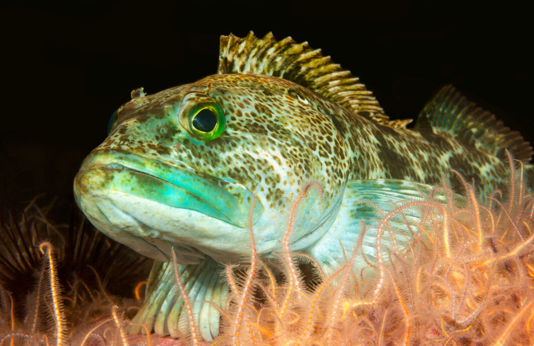 Denne fisken (Ophiodon elongatus) har over 500 tenner i munnen. Kanskje ikke så rart at den mister noen av dem ofte. Denne fisken (Ophiodon elongatus) har over 500 tenner i munnen. Kanskje ikke så rart at den mister noen av dem ofte.