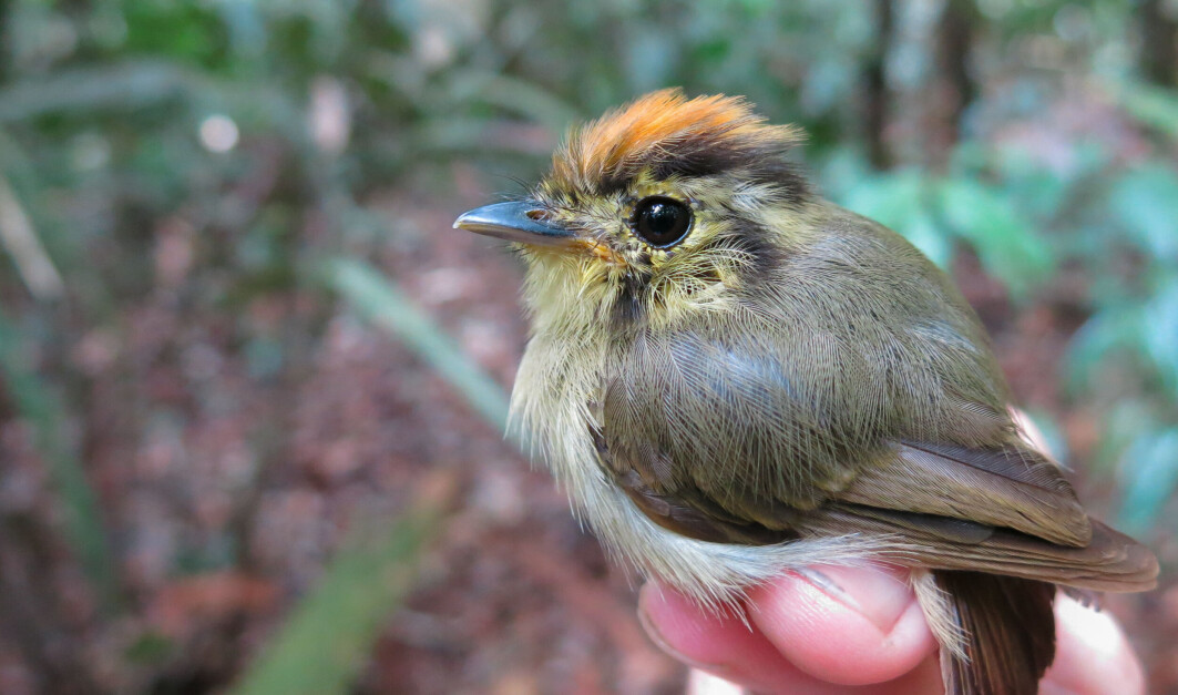 Det lever over 1300 fuglearter i regnskogen i Amazonas. Dette er arten Platyrinchus coronatus. Det lever over 1300 fuglearter i regnskogen i Amazonas. Dette er arten Platyrinchus coronatus.