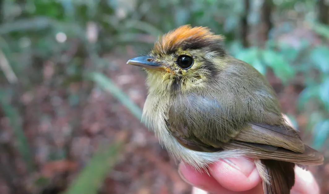Det lever over 1300 fuglearter i regnskogen i Amazonas. Dette er arten Platyrinchus coronatus.