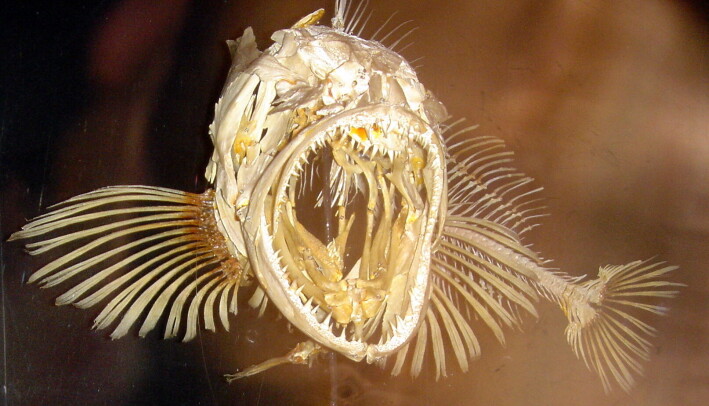 Slik ser fiskens skjelett ut. Slik ser fiskens skjelett ut.