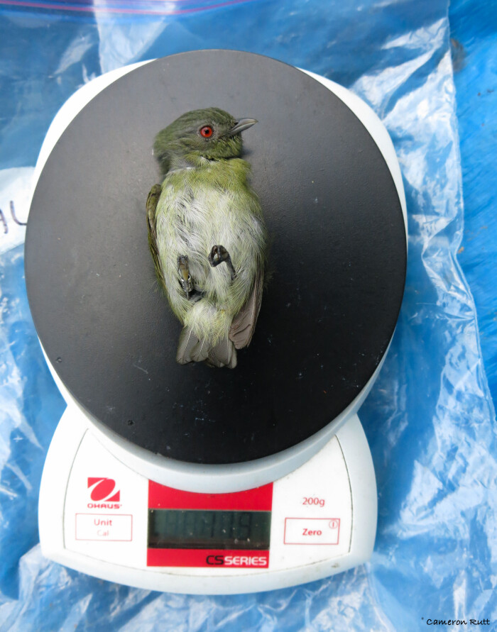 <span class=" italic" data-lab-italic_desktop="italic">Pseudopipra pipra</span> er en liten spurvefugl. Her blir den veid og målt, før den skal slippes fri. Den er nok litt sjokkert over behandlingen! <span class=" italic" data-lab-italic_desktop="italic">Pseudopipra pipra</span> er en liten spurvefugl. Her blir den veid og målt, før den skal slippes fri. Den er nok litt sjokkert over behandlingen!