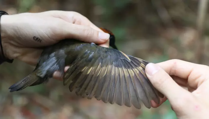 Forskerne målte også lengden på vingene til de ulike fugleartene. Da oppdaget de at vingene var blitt litt lengre!