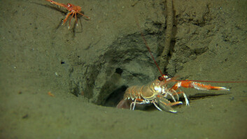 Sjøkreps (Nephrops norvegicus) ble observert flere steder. (Foto: Havforskningsinstituttet) Sjøkreps (Nephrops norvegicus) ble observert flere steder. (Foto: Havforskningsinstituttet)