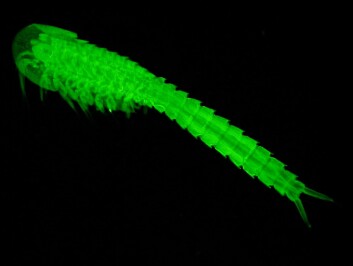 Cephalocarida. (Foto: Stefan Richter, University of Rostock) Cephalocarida. (Foto: Stefan Richter, University of Rostock)