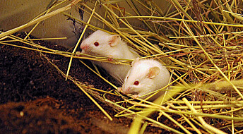 Fjøsmøkk beskyttet mus mot tarmkreft
