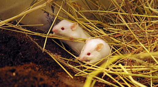 Fjøsmøkk beskyttet mus mot tarmkreft