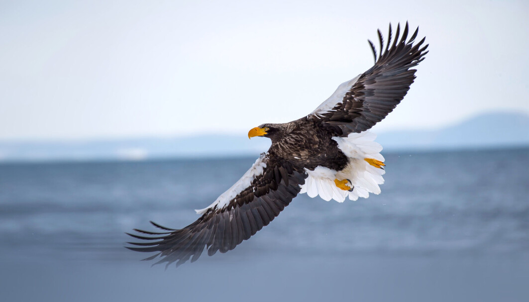 Dette er en kjempehavørn, men ikke den som har flydd seg bort til feil kontinent. Dette er en kjempehavørn, men ikke den som har flydd seg bort til feil kontinent.