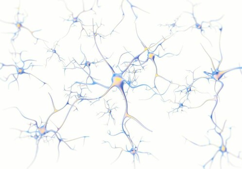 Why do ageing neurons die?