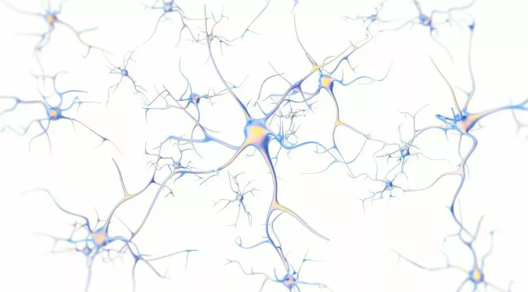 Parkinson's disease is caused by a gradual loss of a type of nerve cells, or neurons as they are also called, which produce dopamine. Researcher Tanima Sengupta believes that the age-related loss of neurons is not something we must accept as an inevitable side effect of ageing, but that we can protect the nerve cells.