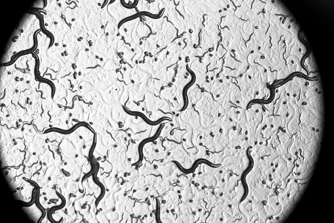 Caenorhabditis elegans have a life cycle of only two to three weeks, which makes them perfect for studying ageing. Caenorhabditis elegans have a life cycle of only two to three weeks, which makes them perfect for studying ageing.
