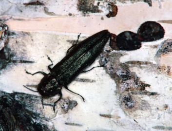 Bronze birch borer, Agrilus anxius. (Foto: Steven Katovich, USDA Forest Service, Bugwood.org) Bronze birch borer, Agrilus anxius. (Foto: Steven Katovich, USDA Forest Service, Bugwood.org)