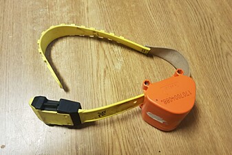 Plastklave med sender. Tyngden av selve senderen gjør at klaven beveger seg, og blir liggende godt synlig oppå pelsen til reinkalven. Plastklave med sender. Tyngden av selve senderen gjør at klaven beveger seg, og blir liggende godt synlig oppå pelsen til reinkalven.