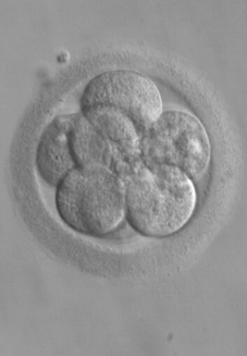 Embryo etter tre dager (Foto: RWJMS IVF Program/Wikimedia Creative Commons) Embryo etter tre dager (Foto: RWJMS IVF Program/Wikimedia Creative Commons)