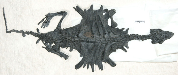 "Fossilet av Odontochelys semitestacea, fotografert ovenfra. (Foto: Xiao-chun Wu, Research Scientist, Paleobiology Canadian Museum of Nature)" "Fossilet av Odontochelys semitestacea, fotografert ovenfra. (Foto: Xiao-chun Wu, Research Scientist, Paleobiology Canadian Museum of Nature)"