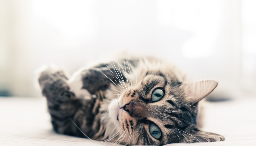 Katten lager et slags kart opp i hodet sitt for å følge med på hvor eieren deres oppholder seg, mener forskere. Katten lager et slags kart opp i hodet sitt for å følge med på hvor eieren deres oppholder seg, mener forskere.