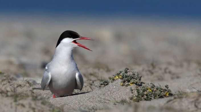 "En rødnebbterne tar en høylytt hvil. (Foto: Carsten Egevang/ Grønlands Naturinstitutt)" "En rødnebbterne tar en høylytt hvil. (Foto: Carsten Egevang/ Grønlands Naturinstitutt)"