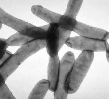 "Legionella-bakterie. (Foto: Center for Disease Control, USA)"