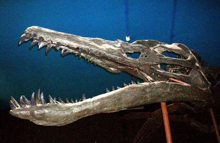 Et fossil av skallen til en Liopleurodon ferox. (Foto: Ghedoghedo Et fossil av skallen til en Liopleurodon ferox. (Foto: Ghedoghedo