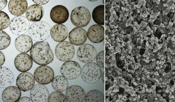 Stamceller som vokser i alginatkulene (til venstre) og resultatet - mineralisert materiale (til høyre).