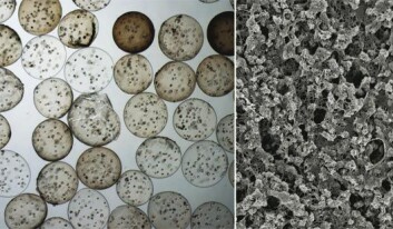 Stamceller som vokser i alginatkulene (til venstre) og resultatet - mineralisert materiale (til høyre). Stamceller som vokser i alginatkulene (til venstre) og resultatet - mineralisert materiale (til høyre).